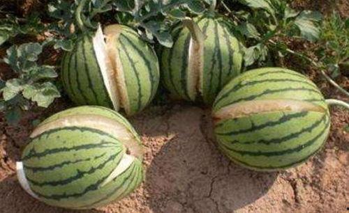 成都网红吃瓜事件真相,揭秘背后真相与争议