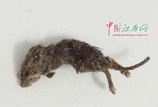 网红小龙鼠吃瓜