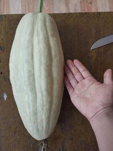 吃瓜51网有病毒吗,安全上网，警惕病毒侵袭