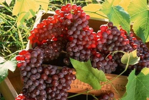 网红吃瓜葡萄是真的吗知乎,是真是假？