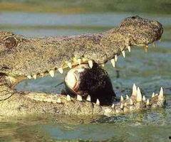 网红吃瓜鳄鱼图片大全,趣味横生的动物萌态大盘点