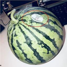 找网红搞笑吃瓜,笑料百出，欢乐无限