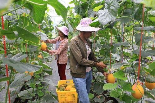 凉山网红吃瓜,揭秘网络红人的幕后生活