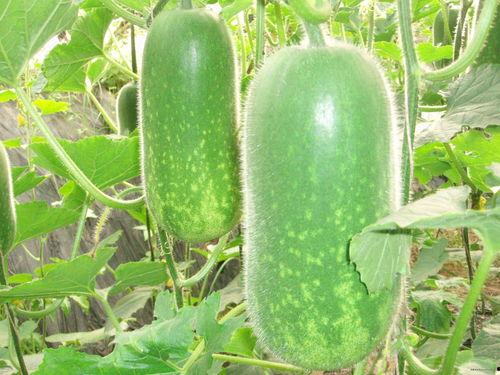 网红前十名吃瓜主播排名,十大吃瓜主播风云榜