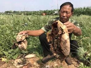 藏族网红吃瓜最新事件,揭秘幕后真相与网友热议