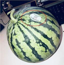 吃瓜网红 图片大全,盘点网络红人美食瞬间