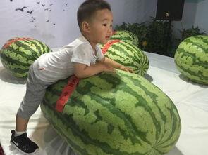 网爆吃瓜事件,揭秘幕后真相与网友热议