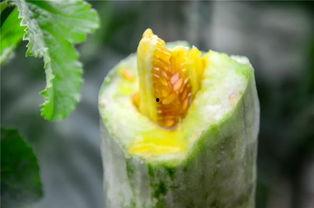 网红吃瓜在哪里,探寻热门话题背后的秘密聚集地