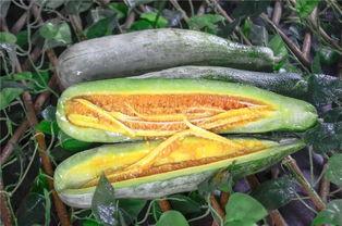 澄江网红吃瓜,揭秘幕后故事与热门话题