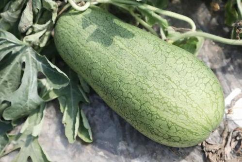 哪个网红连麦吃瓜最多,揭秘网红连麦吃瓜背后的热门现象