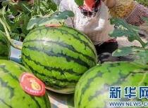 曹县吃瓜网最新消息今天